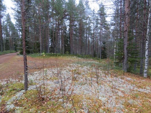 36 Löytöalue kuvattu kaakkoon. Kartta sivulla 35. 49.