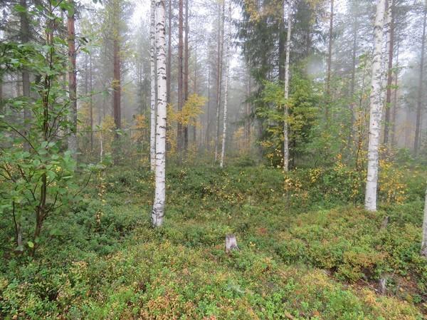 Kohde 24 Ansaniemi