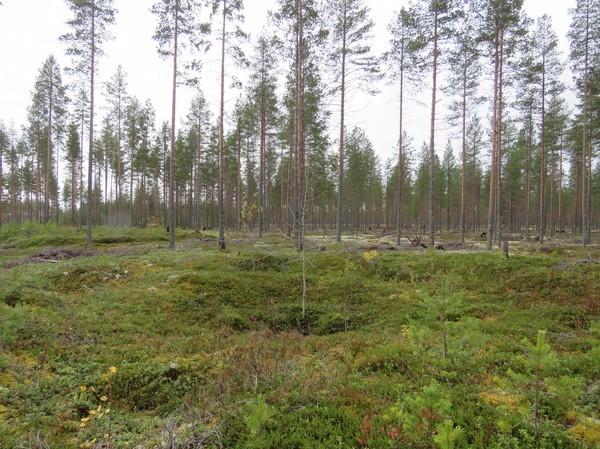 Kohde 53 Säräisniemi länsi