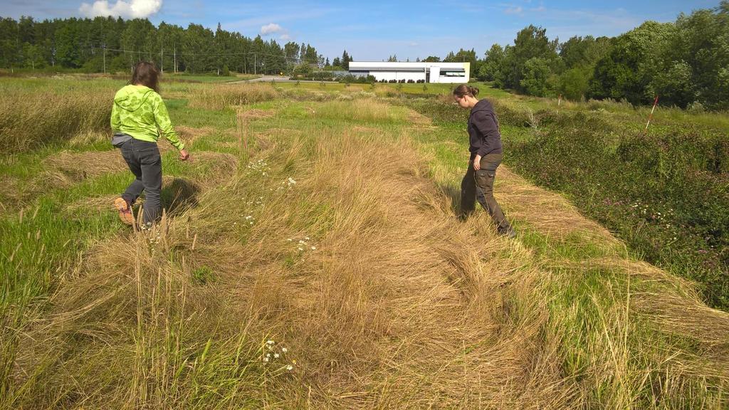 Kirsi ja Elina tarkastelevat Tuorlan englanninraiheinäkasvustoja