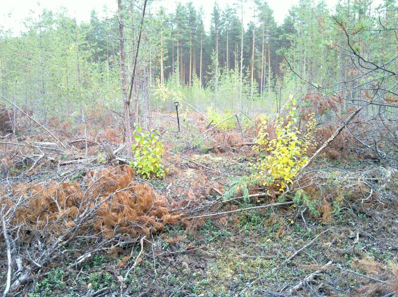 15 Huomiot: 1Paikka sijaitsee Suonenjoen kirkosta 10, km länteen, Saunaniemen lounaisosassa, Leirikeskuksesta 290 m luoteeseen, rannasta 100 m,