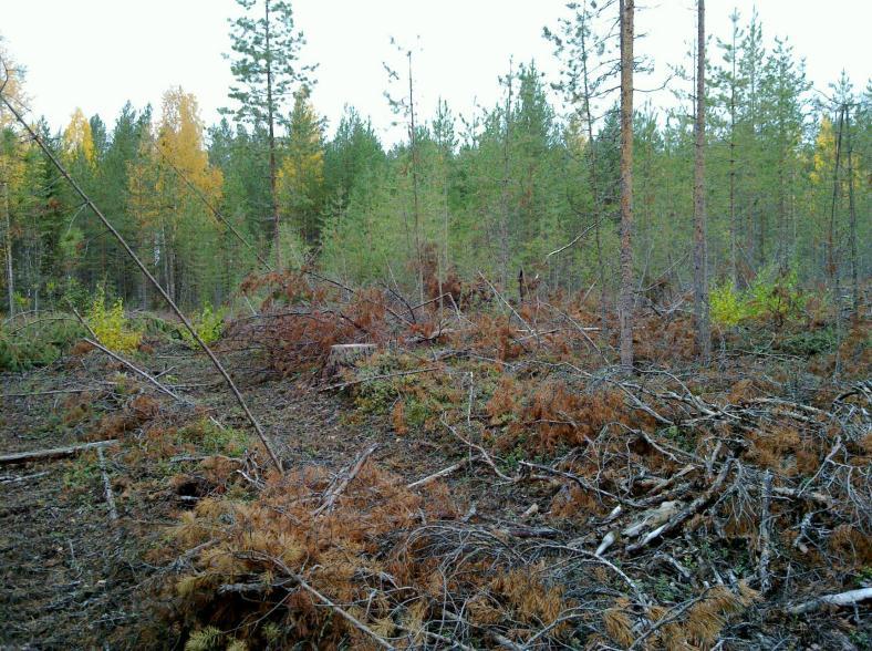 ) joka katkeaa kaakossa muodostaa pienen niemekkeen. Tämän paikan ja kohteen 32 välillä on pieni notkelma jossa ei rantavallia. Em.