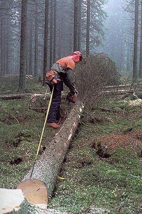 Metsätieteen aikakauskirja 1/1997 Metsätalouden suunnittelun tuotteita ovat mm.