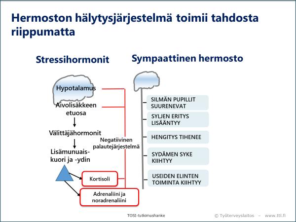 7 Käsitellään autonomisen hermoston tahdosta riippumatonta