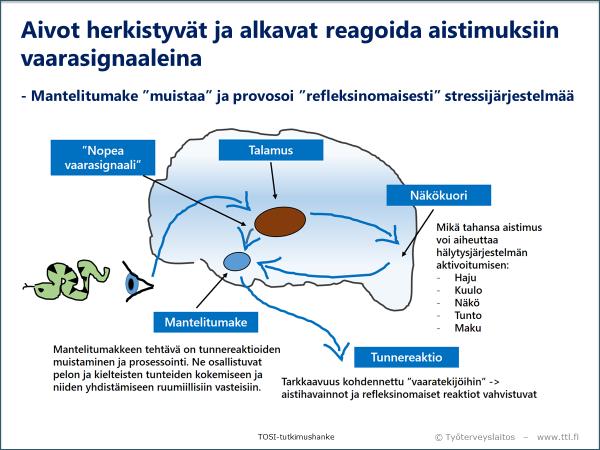 7 Keskustellaan aistihavaintojen kohdentumisesta ja aivojen limbisen järjestelmän ja mantelitumakkeen osallistumisesta elimistön