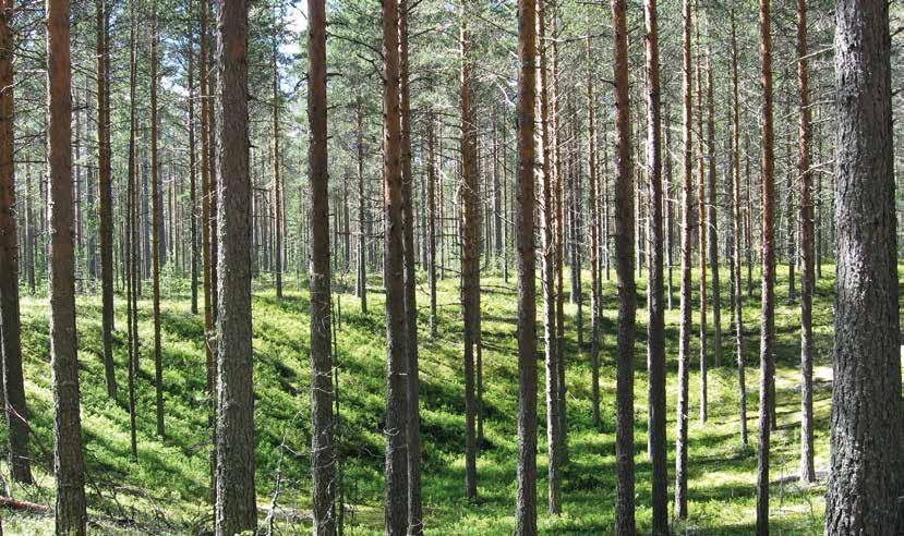 Kuntakohtaiset suojelusuunnitelmat Savo-Karjalaan Riskitoimintojen ohjaamiselle on vielä tilaa. Hevonharjun pohjavesialue Ilomantsissa.
