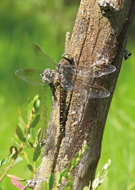 Isoukonkorento viihtyy Salpausselän suppalammissa Isoukonkorento (Aeshna crenata) on Euroopan suurin ja harvinaisimpia sudenkorentoja. Sen pituus on noin 8 ja siipien kärkiväli noin 11 cm.