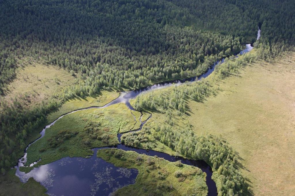 Vesistöjen ja valumaalueiden tila Metsät, suot, järvet ja harjus tyypillisiä boreaalisiä systeemejä,