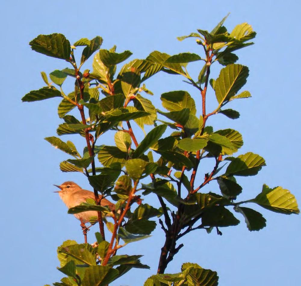 Virolahden Klamilan osayleiskaavan luontoselvitys 2016 Pajulintu (Phylloscopus trochilus) (kuva 16) Pajulintu on kaava-alueen runsaimpia lintulajeja 20