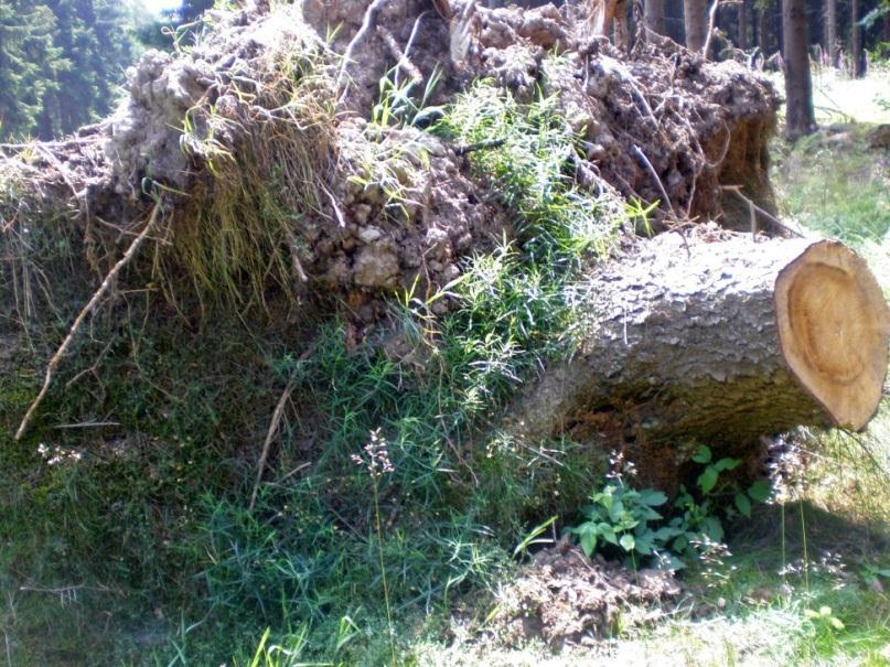 Tuulenkaadot Lahojuuriset puut terveitä alttiimpia tuulivaurioille Tuhot lisääntyvät ensimmäisinä hakkuun jälkeisinä vuosina riippumatta metsikön rakenteesta Siirtymävaihe tasasikäisestä