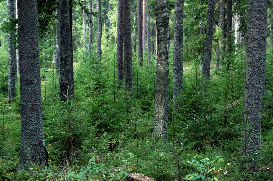 Puulajeistamme kuusi pärjää parhaiten eri-ikäisrakenteisessa metsikössä, koska se