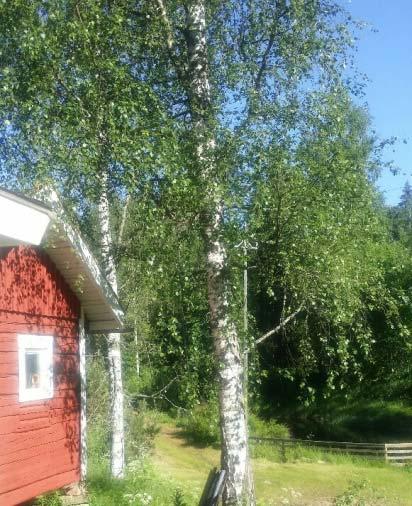 Tissolanmäen liito-oravaselvityksessä (Jyväskylän kaupunki/ 2016) suunnittelualueen länsiosasta löytyi paljon liito-oravan jätöksiä, mutta ei varsinaisia viitteitä pesän sijainnista.