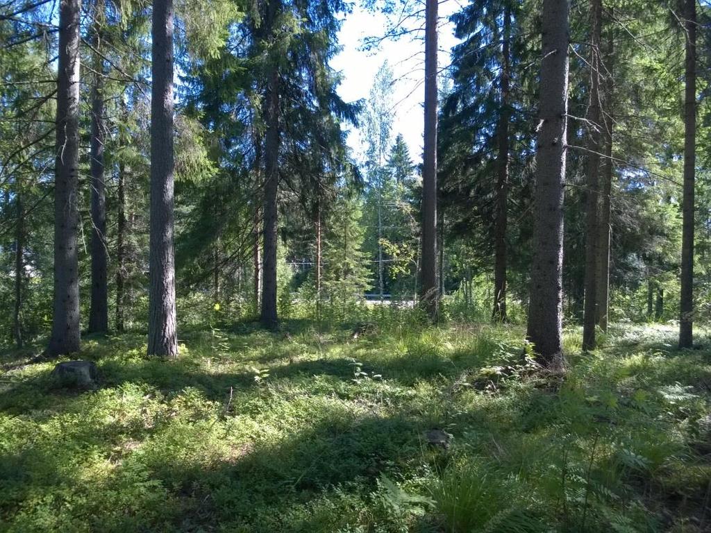 2016 Tissolanmäen liito-oravaselvitys Elina Lehtinen