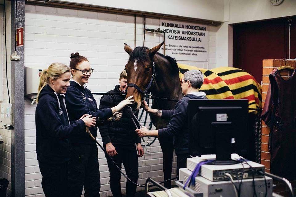 Alahengitysteiden sairaudet: astma - Yleisempi nuorilla hevosilla - Krooniset oireet (> 4 viikkoa) - Vaihtelevaa yskää liikutettaessa, huono