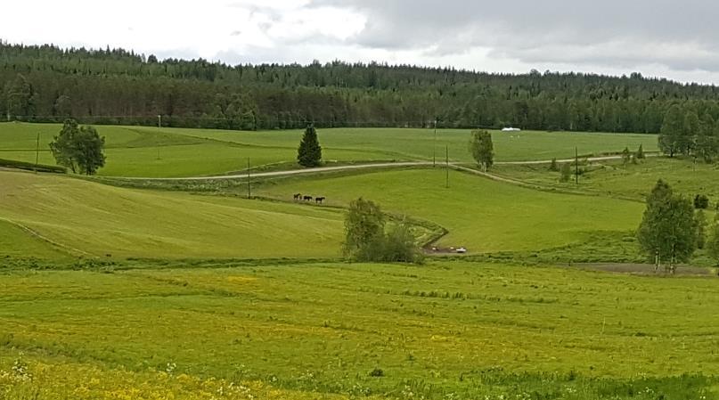 Laiduntaminen kylämaisemassa Hevosia peltomaisemassa. Alkuperäinen kuva: Mariko Lindgren Laiduntaminen ylläpitää avointa maisemaa ja elävyyttä maaseutumaisemassa.