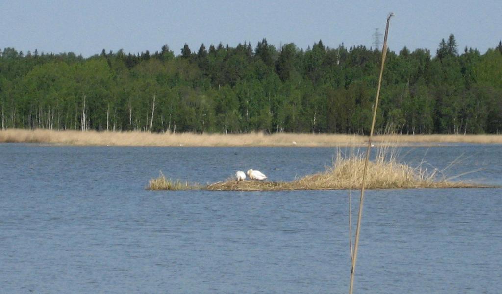 onkin Natura-alueen ulkopuolella. Niittylajit (kirjokerttu, pikkulepinkäinen ja ruisrääkkä) esiintyvät lahden länsi- ja pohjoisosan niityillä ja hankkeella ei ole odotettavissa vaikutusta niihin.