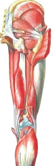 paljastuu foramen infrapiriforme (502). Mitä hermoja ja suonia kulkee foramen infrapiriformessa?