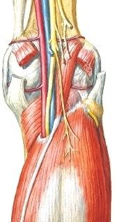 triceps suraen gastrocnemius osat (516) puhtaaksi, preparoimaan ne irti alustastaan, katkaisemaan ja kääntämään lihakset syrjään. Huomaa n. fibularis (peroneus) communis.