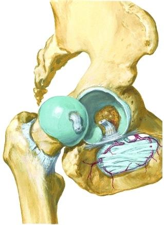 tibiotalare anterior Lig. deltoideum Lig. tibiocalcaneare Lig. tibionaviculare Copyright 2008 *FTA Sustentaculum tali Talus Os cuneiforme I Calcaneus Os naviculare Lig.