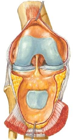 capitis femoris Copyright 2007 Vaihe V: Polvinivel, articulatio genus Anterioripuolelta puhdista quadricepsin alapää, patella ja sen sivuilla retinaculum patellae mediale et laterale, sekä ligamentum