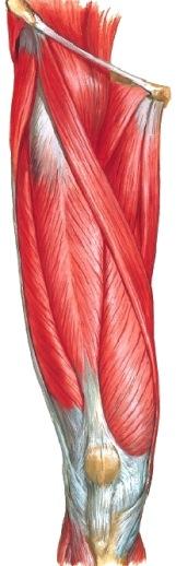 Vaihe III: Regio femoris anterior Poista lihaksistoa peittävä fascia lata tractus iliotibialesta alkaen ja tunnista m.