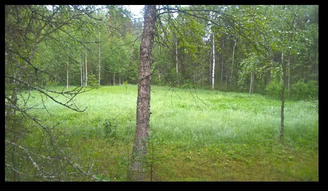 Pääuomassa jonkin verran eroosiota ja rannan ojanhaaraan kaivettu hieman allastilavuutta, joka täyttynyt jo varsin pitkälti. Suositukset Ei kunnostusojitustarvetta.