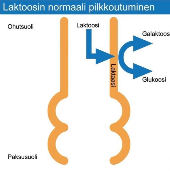 LAKTAASIENTSYYMI PILKKOO LAKTOOSIA Laktoosi pilkkoutuu elimistön tuottaman