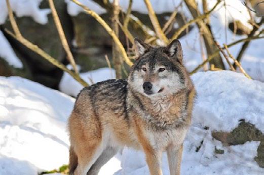 MAASEUTUPALVELUT PETOVAHINGOT Voit hakea korvausta suurpetojen (karhu, ahma, susi, ilves) aiheuttamista viljelys-, eläin-, ja irtaimistovahingoista.