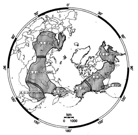 Kuva 1. Hirven maailmanlaajuinen levinneisyys alalajeittain Hundertmarkin (2002b) mukaan. Hirven elintavat vaihtelevat laajan levinneisyysalueen eri osissa.