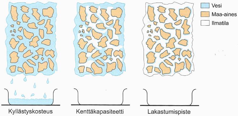 Metsämaan