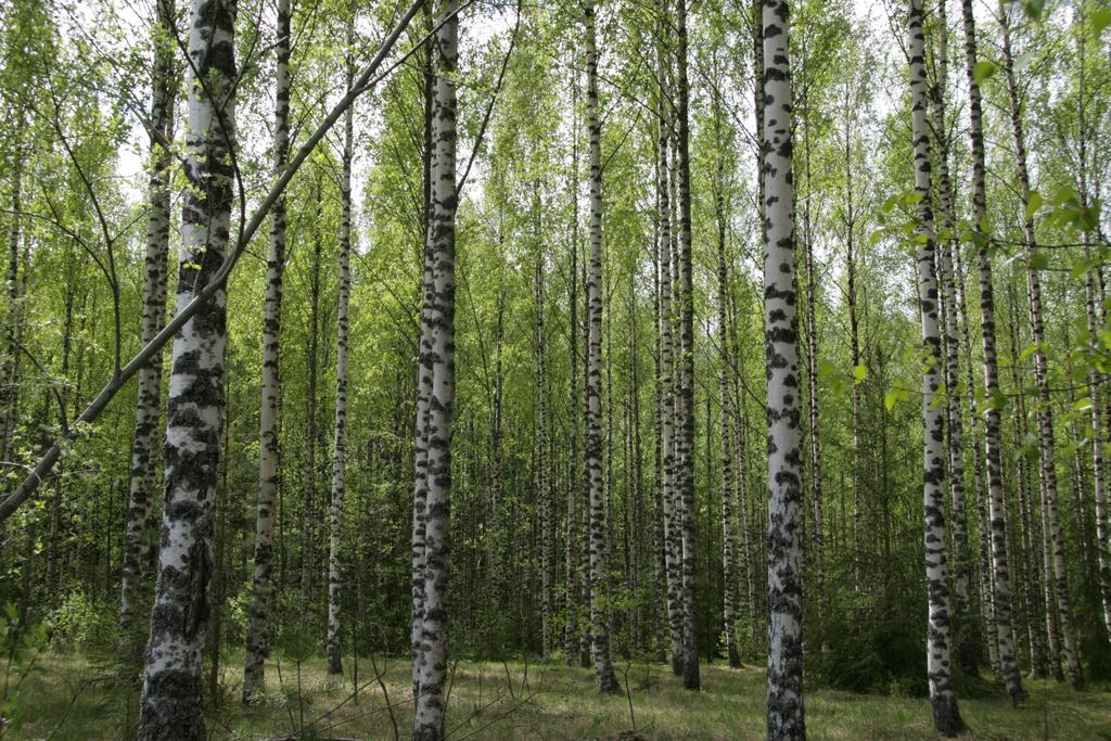 toimintavuoden keskeiset toimenpiteet Uusien sähköisten viestintä- ja tiedostojen tallennus-, järjestely- ja jakamisalustojen käyttöönotto Nuorisokeskusten näkyvyyden ja yhteisen brändin