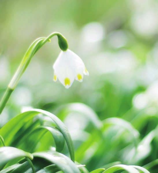 Kuolinilmoitukset Kuolinilmoitukset Ilmoituksen elementit Kuolinilmoitukset Uskontokunnan symboli Etunimi Rakas äitimme ja mummomme Etunimi o.s. Kuvat, merkit tai symbolit Kuolinilmoitus on omaisten kaunis tapa muistaa vainajaa.