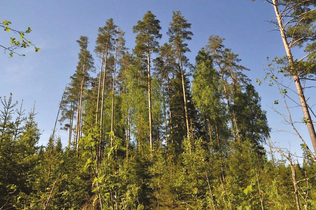 Luomuksen koordinoimassa METSO-petolintuhankkeessa tähdätään haukkojen pesintämahdollisuuksien parantamiseen talousmetsissä.