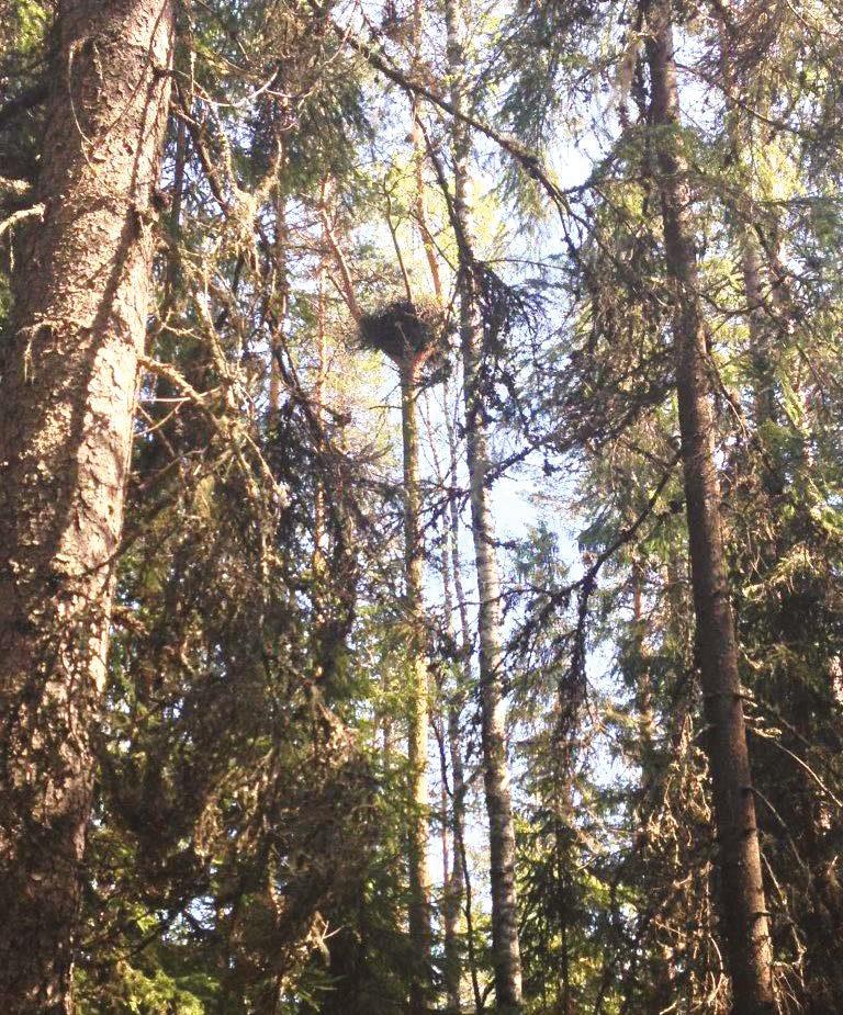 Hankkeessa julkaistu pesäpuiden säästämisohje puolestaan auttaa tunnistamaan ja vapaaehtoisesti säilyttämään haukanpesän kannatteluun soveltuvia puita.