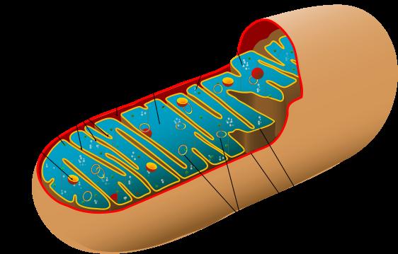 Mitokondriot Solun voimalat Eukaryooteissa Endosymbioositeoria Omaa DNA:ta Itsenäinen