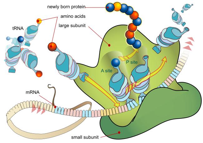 Ribosomit valmistavat proteiineja Joko kiinni ER:ssä tai vapaana solulimassa Rakenne: kaksi alayksikköä (pienempi ja isompi) rrna:ta