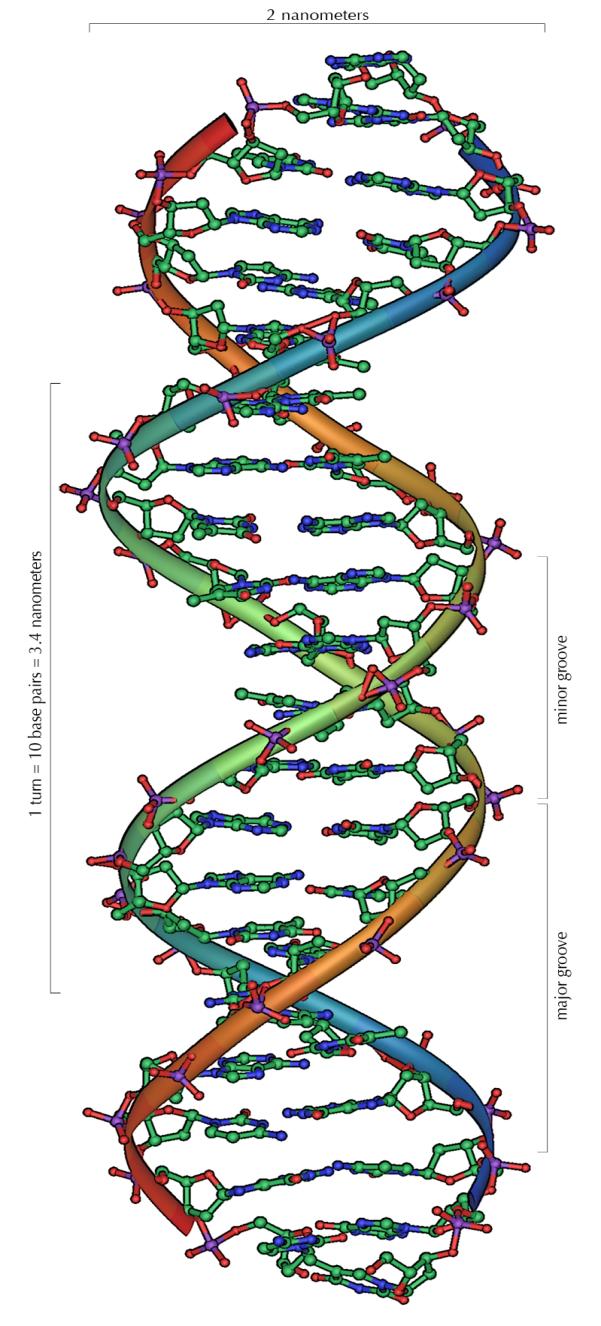 DNA Deoksiribonukleiinihappo Koostuu nukleiinihapoista Sokeriosa Fosfaattiosa Emäs (adeniini, tymiini,