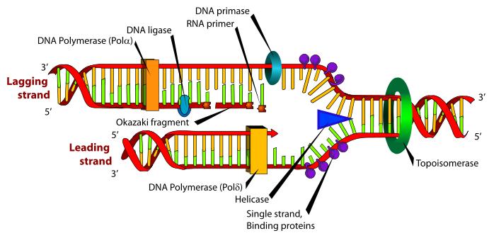 DNA-synteesi S-vaiheessa http://en.