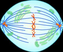 2. Metafaasi = keskivaihe Kromosomit järjestäytyvät jakotasoon sukkularihmojen avustuksella Kromosomit samaan tasoon