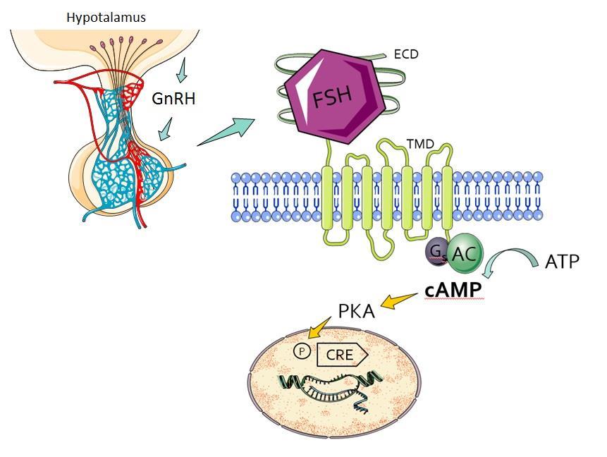 luonteenomaisesti reseptorin sisäpuolinen osa on yhdistyneenä G-proteiiniin (Ulloa-Aguirre ym. 2013). G-proteiinit puolestaan ovat eräitä tärkeimmistä solun signaalinvälityksen molekyyleistä.