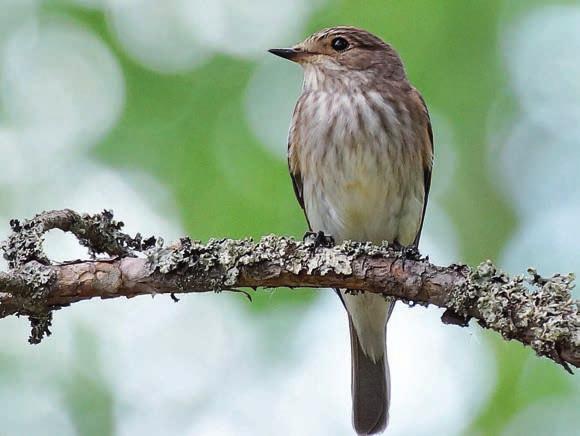 Luonnonkalenteri LOPPUKESÄ on sadonkorjuun ja syysmuuton aikaa. Sieneen? Hyvänä sienivuonna metsät alkavat tähän aikaan pullistella tatteja, rouskuja, lampaankääpiä ja muita herkkuja.