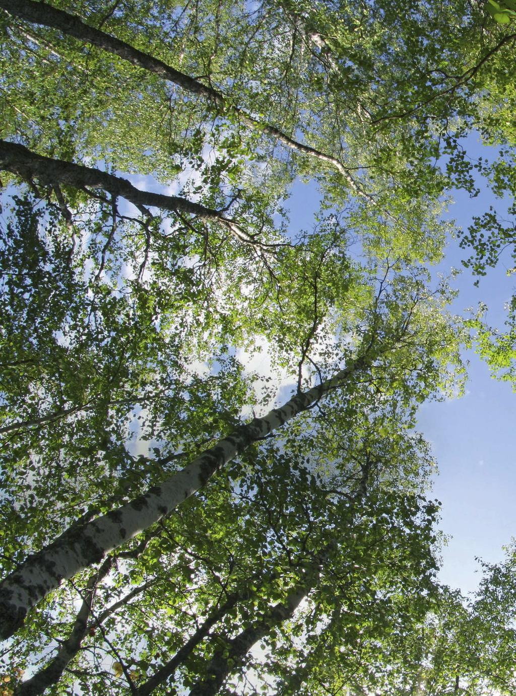 METSÄ TEEMAVUOSI