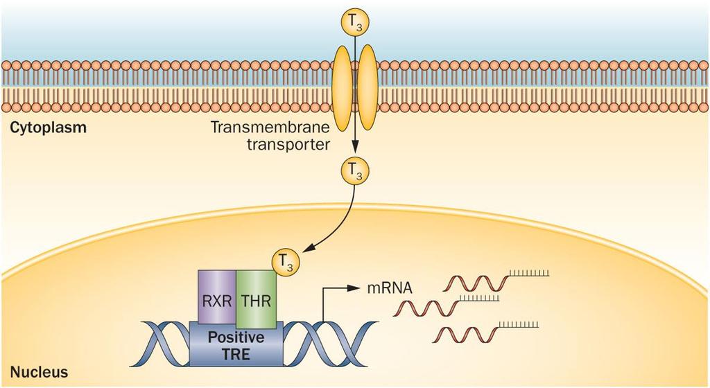 Figure 1 Overview of thyroid hormone action Ortiga-Carvalho, T. M. et al.