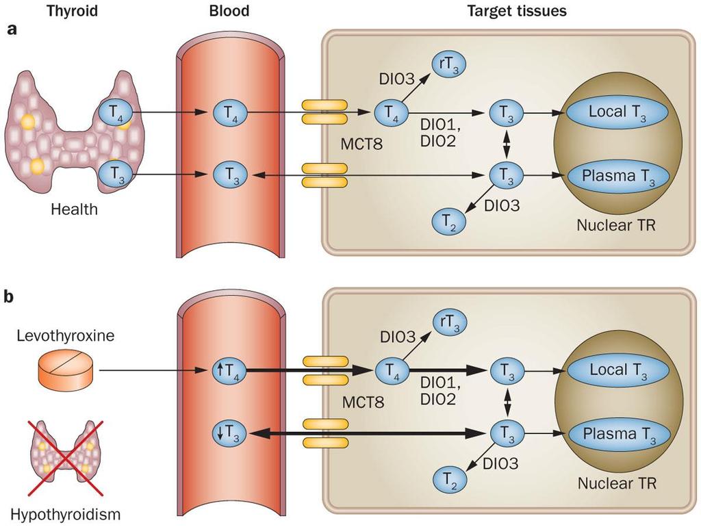 Figure 2 Thyroid hormone production and metabolism Wiersinga, W. M.