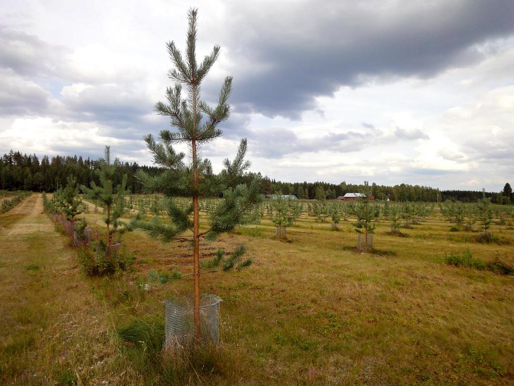 Viljelymetsä Siemenviljelys tuo oman lisänsä jalostushyötyyn Parhaat yksilöt risteytyvät keskenään +++ ja osin