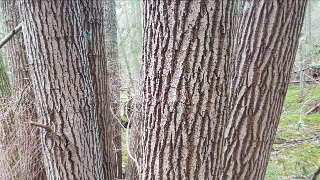 Monimetsä-hanke 11 (28) Kuva 4. Kuvan metsässä kasvaa runsaasti järeitä raitoja, joten metsänhoidon suositusten mukaan kohteelle on tarkoituksenmukaista kohdentaa tavanomaista runsaampi säästöpuusto.