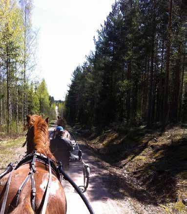 Ravitalli Tapio Mäki-Tulokas Otamme nyt myös varsoja valmennukseen Forssan Pilvenmäelle! Olemme paikalla Ypäjällä varsahuutokaupassa.