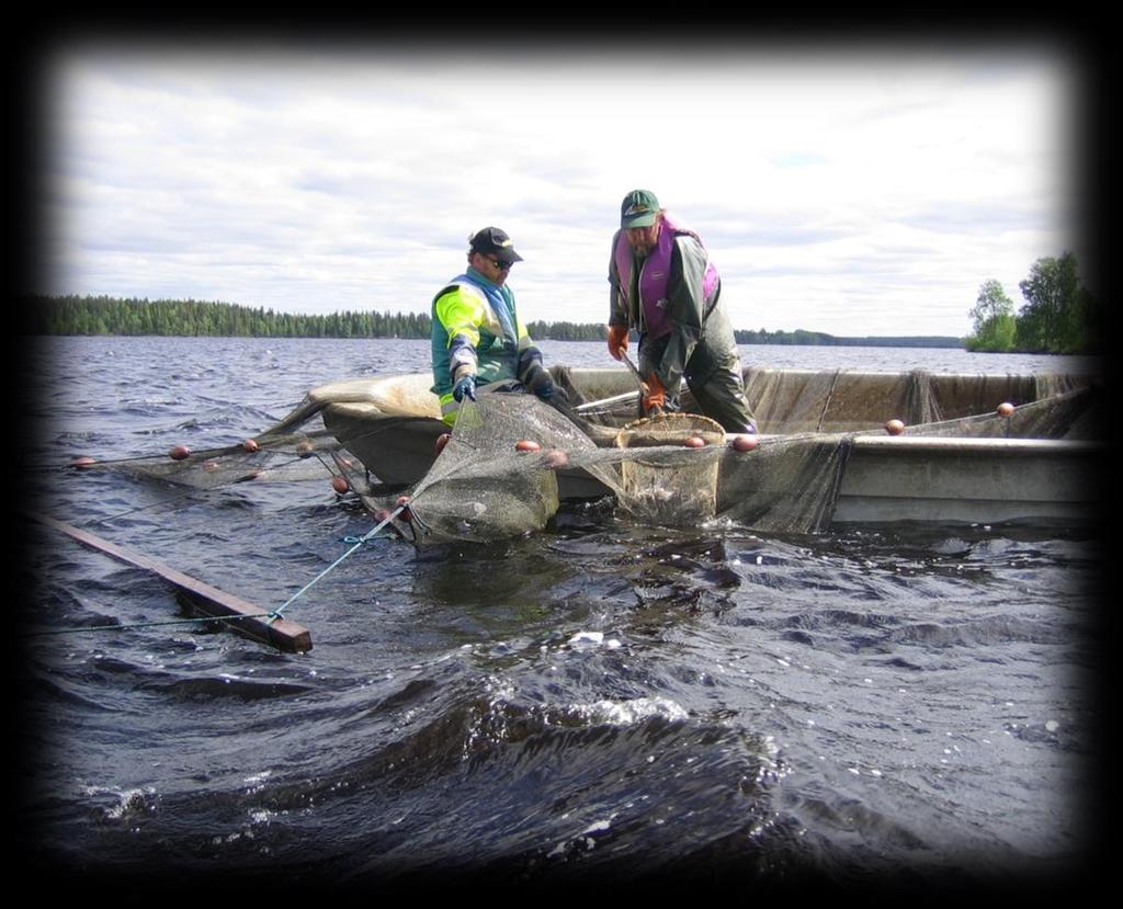 Tehopyynti onnistuu parhaiten, kun kalat ovat parveutuneet tai parveutumassa kutuvaellukset, talvehtiminen. Kesällä kalaparvet hajaantuvat ja kalastuksen tehokkuus laskee.