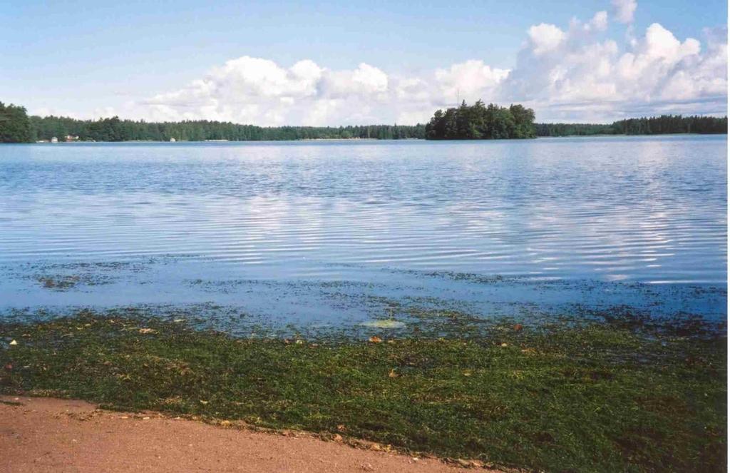 Vesiruton määrä vaihteli voimakkaasti 5-7 vuoden jaksoissa, ja kannan romahtaessa versoja ajautui tonneittain