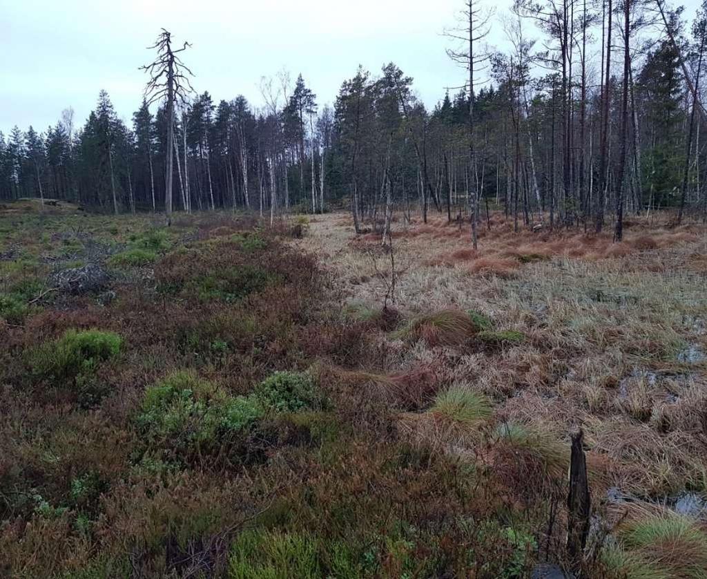 11: Suoluonnon monimuotoisuutta ylläpidetään PEFC-vaatimus: Luonnontilaisten ja harvinaistuneiden suotyyppien säilyminen turvataan Luonnontilaisia soita ei uudisojiteta Ei estä yksittäisten ojien